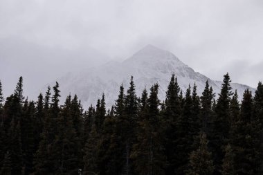 Kanada 'da sonbahar günü yeşil çam ağaçlarının arkasındaki dağda sis ve bulutlar. 