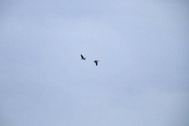 Delta Junction, Alaska 'da bir bahar gününde bulutlu bir gökyüzünde uçan kazlar.. 