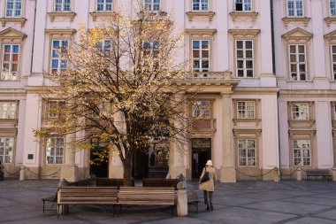 Bratislava, Slovakya - 25 Ekim 2021: Slovakya 'nın Bratislava kentindeki eski bir binanın önündeki renkli ağaç.