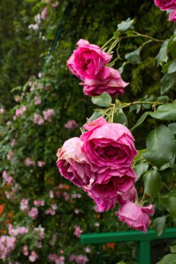 Fransa 'nın Giverny kentindeki Monet' s Garden köprüsünün yanındaki pembe güller..
