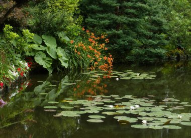 Turuncu zambak çiçekleri ve sudaki yansımaları Fransa 'nın Giverny kentindeki Monet' s Garden 'da yaz günü nilüferlerle doludur..