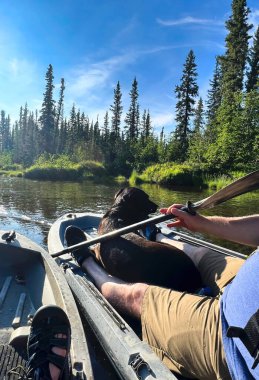 Delta Junction, Alaska - 20 Temmuz 2023: Güneşli bir yaz akşamında Alaska 'nın iç kesimlerindeki Clearwater Creek' te bir kanonun önünde uzanan köpek.