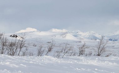 Alaska 'daki Denali Otobanı' nda soğuk ve bulutlu bir bahar gününde, arka planda dağlarla karlar içinde ağaçlar.. 