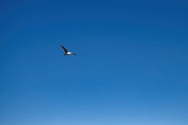 Alaska, Delta Junction yakınlarında bir bahar günü Bolio Gölü üzerinde mavi bir gökyüzünde uçan beyaz martı..