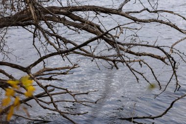 Moline, Illinois 'de soğuk bir sonbahar gününde Sylvan Adası' ndaki nehir suyunun üzerinde ağaç dalları. 