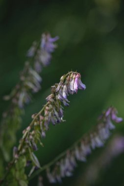Alaska, Delta Junction yakınlarındaki İkiz Göller 'de bir yaz gününde kuşun tepesinde parlayan güneş yeşil arka planda..