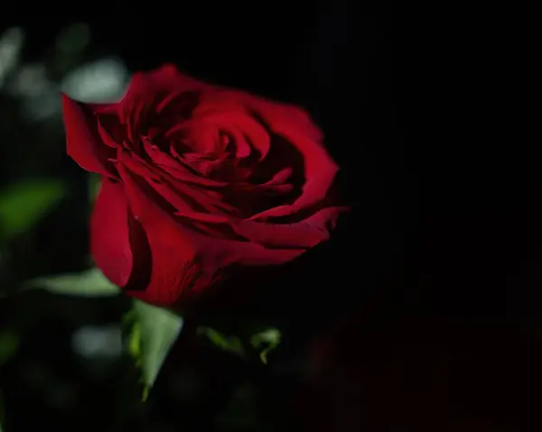 Kırmızı gülün üzerinde yeşil yapraklarla parlayan ışık siyah bir arkaplanda..