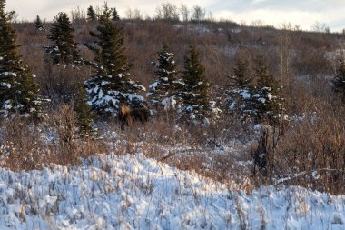 Alaska 'da Delta Kavşağı yakınlarında bir kış öğleden sonra karlı bir ağacın önünde duran geyiğin başında parlayan güneş..