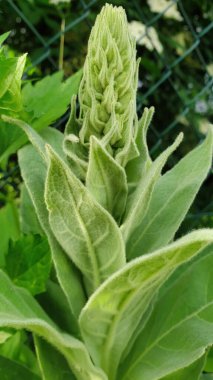Potzbach, Almanya 'da bir yaz günü bahçesinde yeşil tomurcuklanan Büyük Mullein veya Verbascum thapsus çiçeği.