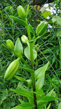 Green budding Lilium parryi flowers aginst a green fence on a summer day in a backyard garden in Potzbach, Germany. clipart