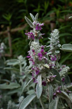 Stachys Bizans ya da Fransa 'nın Giverny şehrinde bir yaz günü Monet' s Garden 'da büyüyen kuzu kulağı çiçekleri..