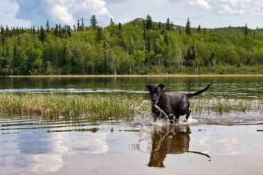 Siyah Labrador Retriever bir bahar günü Delta Junction, Alaska yakınlarındaki Twin Lakes 'de yansımasıyla suya düşüyor.. 