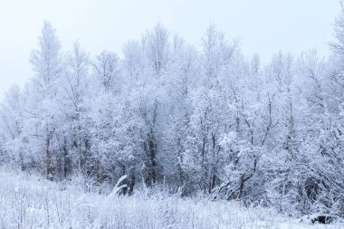 Kar, Delta Kavşağı, Alaska yakınlarında beyaz bir kış günü ağaçları kaplamıştı.. 