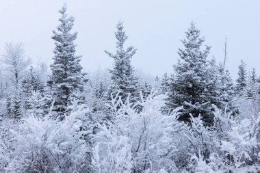 Delta Kavşağı, Alaska yakınlarında kış günü buzla kaplı ağaçlar ve bitkiler.
