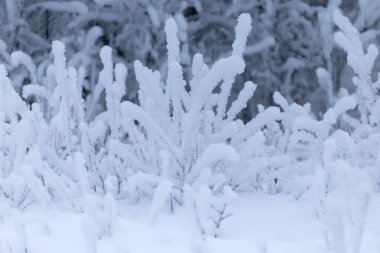 Alaska 'da Delta Kavşağı yakınlarında beyaz bir kış günü bitkilerde kar ve buz.