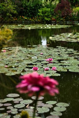 Fransa 'nın Giverny şehrinde bir yaz günü Monet' s Garden 'daki gölette pembe zambaklar..