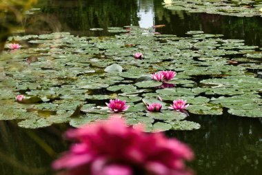 Fransa 'nın Giverny şehrinde bir yaz günü Monet' s Garden gölünde pembe zambaklar..