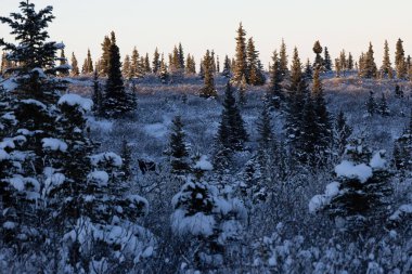 Donnelly Kubbesi 'nin yakınındaki ağaçlarla karlı tarlada geyik. Bir kış öğleden sonra Delta Kavşağı, Alaska yakınlarında..