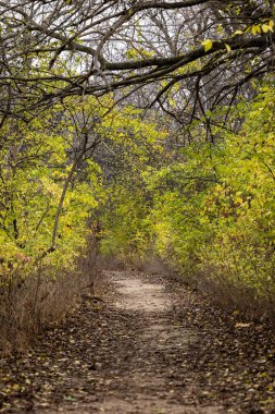 Illinois, Moline 'deki Sylvan Adası' nda bir sonbahar gününde sarı yapraklı ağaçların arasından geçen yol. 