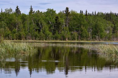 Arkamızda büyüyen ağaçlar ve Alaska, Delta Kavşağı yakınlarındaki bir bahar günü İkiz Göller 'de sularda büyüyen bitkiler.. 