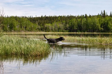 Siyah Labrador Retriever, Delta Junction, Alaska yakınlarındaki güneşli bir bahar gününde Twin Lakes 'de otların arasında yürüyor..
