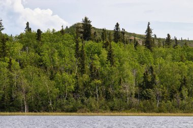 Delta Junction, Alaska yakınlarında bulutlu bir bahar gününde İkiz Göller 'in arkasındaki yeşil ağaçlı tepe..