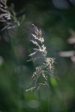 Güneşli bir günde, Delta Junction, Alaska yakınlarındaki İkiz Göller 'de ışık parlıyor..