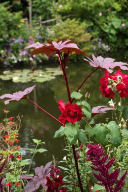 Fransa 'nın Giverny şehrinde bir yaz günü Monet' nin bahçesindeki gölün yanındaki kırmızı bitki..