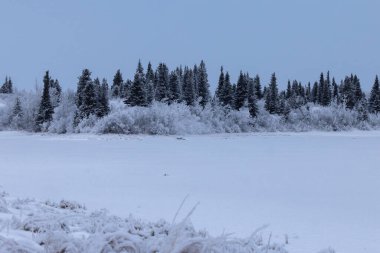 Delta Junction, Alaska yakınlarında soğuk bir kış günü donmuş gölün arkasındaki çam ağaçları ve bitkiler karla kaplıydı..
