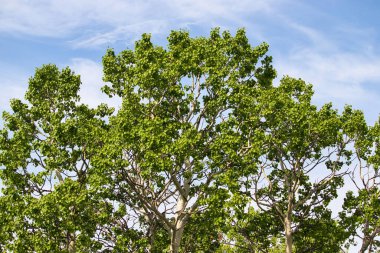 Güneşli bir bahar gününde, Delta Junction, Alaska yakınlarındaki İkiz Göller 'de yeşil yapraklı ağacın tepesinde.. 
