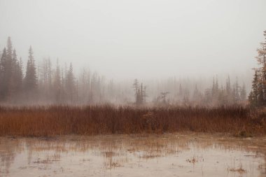 Kanada 'da bir sonbahar gününde Liard Kaplıcalarında buhar ve ağaçlar. 
