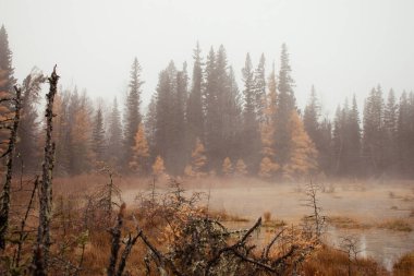 Kanada 'da bir sonbahar gününde Liard Kaplıcalarında buhar ve ağaçlar. 