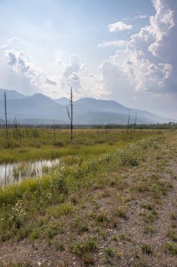 Tok, Alaska yakınlarında güneşli bir yaz öğleden sonrasında arka planda dağlar olan bir tarlada çimenlerin içindeki su..