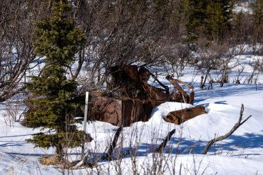 Delta Junction, Alaska yakınlarında güneşli bir bahar gününde, karda eski, paslı araba ve araba parçaları..