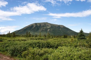 Donnelly Kubbesi 'nin önündeki yeşil bitkiler ve ağaçlar güneşli bir günde Delta Junction, Alaska yakınlarında.
