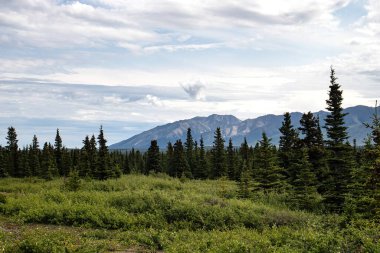 Delta Junction, Alaska yakınlarında güneşli bir günde dağların önünde yeşil bitkiler ve çam ağaçları.