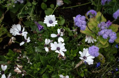 Fransa 'nın Giverny şehrinde bir yaz gününde Monet' nin bahçesinde beyaz papatyalar.