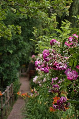 Fransa 'nın Giverny şehrinde sosis gününde Monet' nin bahçesindeki yürüyüş yolunda pembe güller..
