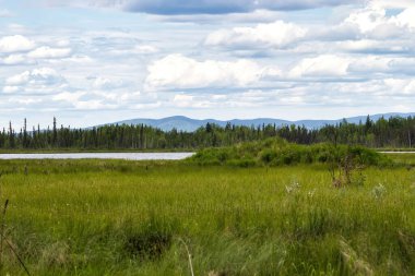 Delta Junction, Alaska yakınlarında bulutlu bir bahar gününde geyik göleti etrafında yeşil çimenler ve ağaçlar..