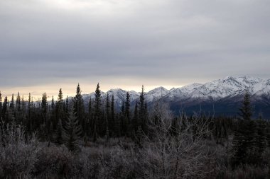Soğuk bir sonbahar gününde Alaska Otoyolu 'nun arka planında dağlar olan buzlar ağaçları ve bitkileri kaplamıştı.. 