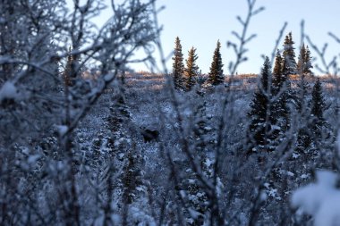 Donnelly Kubbesi yakınlarındaki ağaçların arasından geyik geçti. Bir kış öğleden sonra Delta Kavşağı, Alaska yakınlarında..