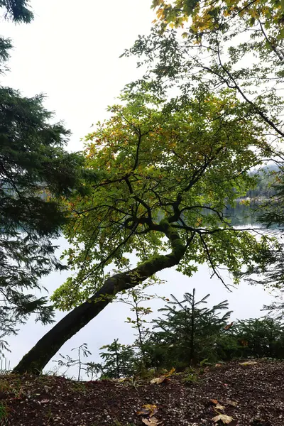 Eibsee üzerinde bir ağaç, Bavyera 'da bir göl, Almanya' da bulutlu bir sonbahar gününde. 