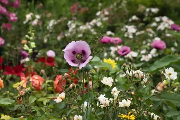 Fransa 'nın Giverny kentindeki Monet' nin bahçesinde bir yaz gününde mor gelincik çiçeği..