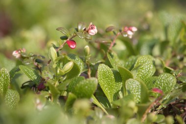 Arctous Alpina, alp ayısı, güneşli bir bahar gününde Delta Junction, Alaska yakınlarındaki Twin Lakes 'de..