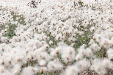 Eriophorum, Alaska pamuk tarlası, güneşli bir yaz gününde Alaska otoyolunda Delta Junction ve Tok, Alaska.
