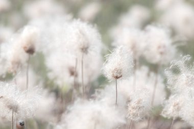 Alaska, Eriophorum 'a yakın, pamuk çimleri, güneşli bir yaz gününde Alaska otoyolunda Delta Junction ve Tok, Alaska.