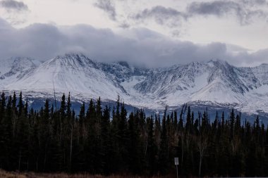 Kanada 'daki Alaska Otoyolu' nda bir sonbahar gününde çam ağaçlarının arkasındaki karlı dağların üzerindeki bulutlar.. 