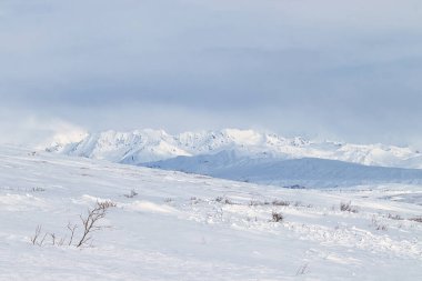 Denali Karayolu 'nda karla kaplı dağlar