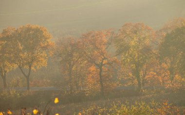 Almanya 'da sisli bir sonbahar gününde üzüm bağında renkli yaprakları olan bir sıra ağaç..