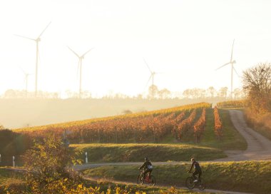 Rhineland Palatinate, Almanya - 6 Kasım 2021: Almanya 'da sisli bir sonbahar gününde üzüm bağından geçen bir yolda bisiklet süren insanlar. 